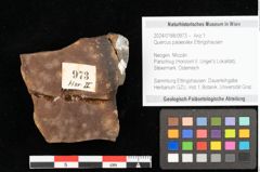 Foto (Objekt + Etikett) von Quercus palaeoilex Ettingshausen (NHMW-GEO-2024-0188-0973)